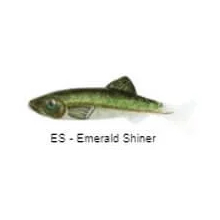 Head Hunter Keystone Minnow